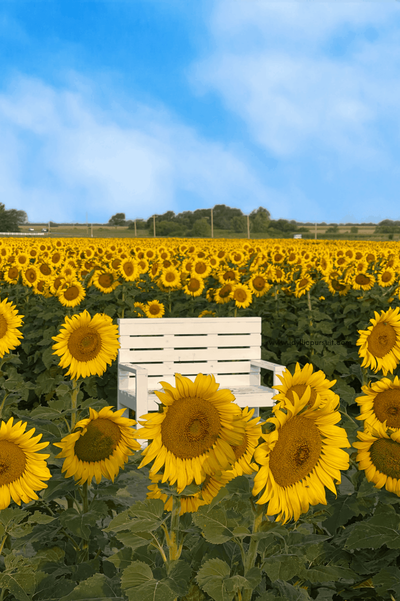 Picture of a field of sunflowers with a white bench in the middle